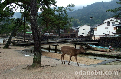 厳島へ旅行に行ったときの写真2（鹿が居たよ！）
